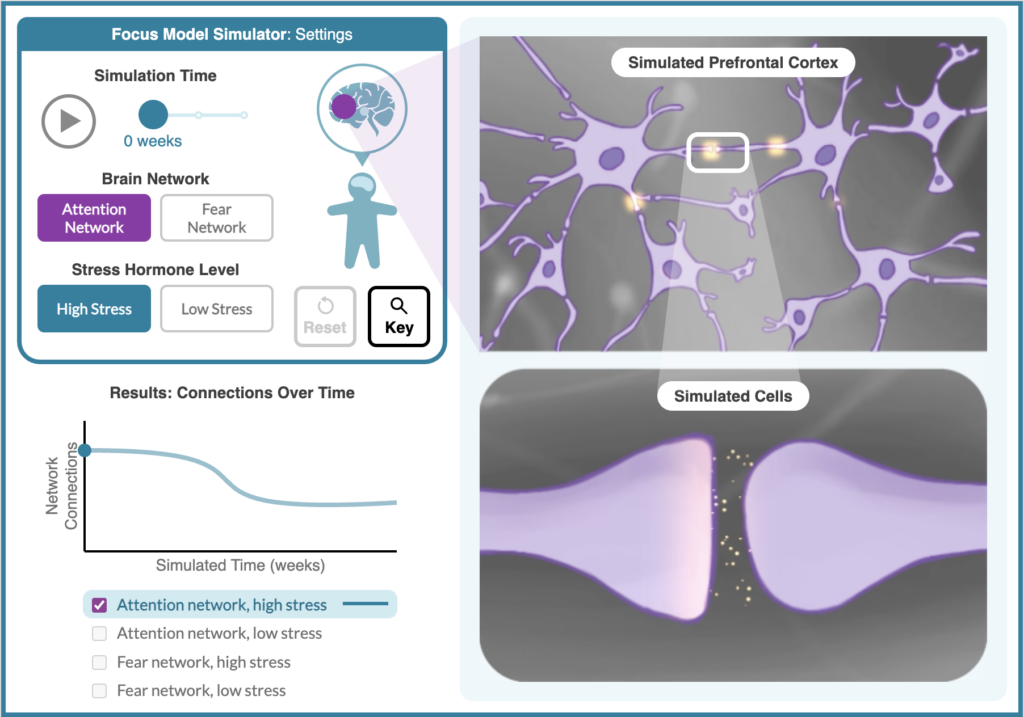 Brain simulation